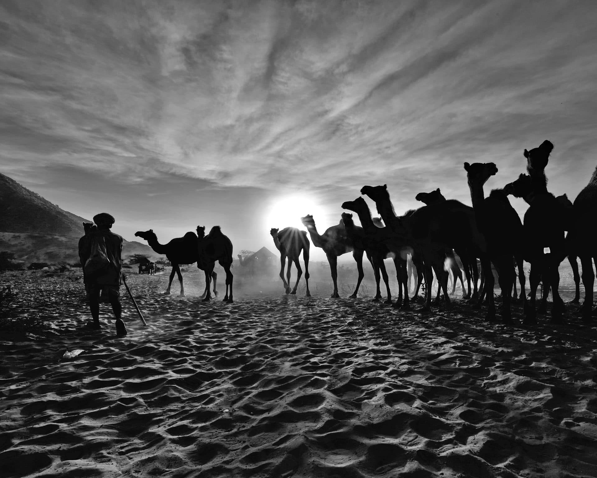 pushkar camel fair — Rajasthan